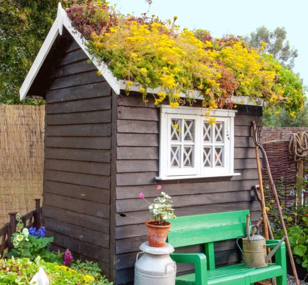 shed with custom green roof