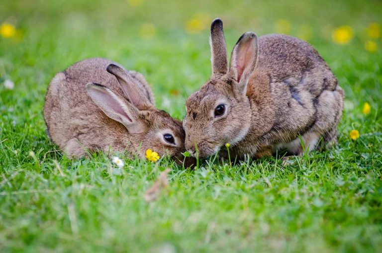 Two bunnies in a green field with yellow flowers