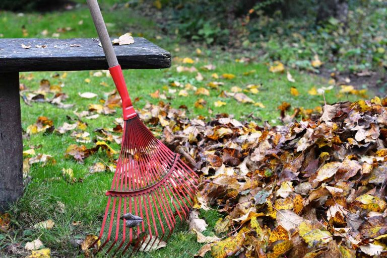 Rake next to a pile of leaves
