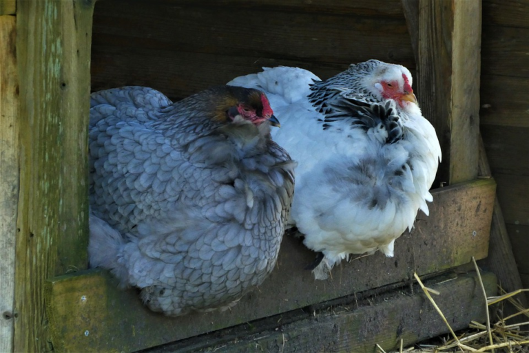 Where to Buy a Chicken Coop in Central Illinois