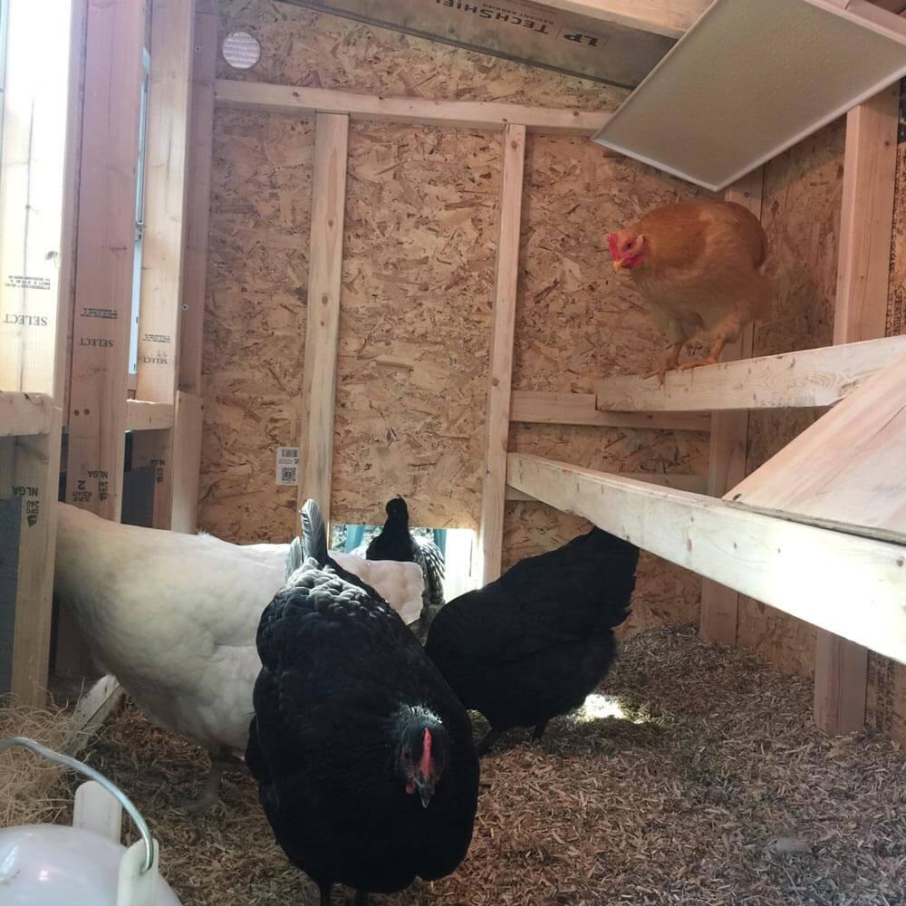 Medium Chicken Coop Product Page 2 Medium Chicken Coop Product Page