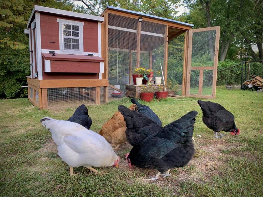 Medium Chicken Coop Product Page 5 Medium Chicken Coop Product Page